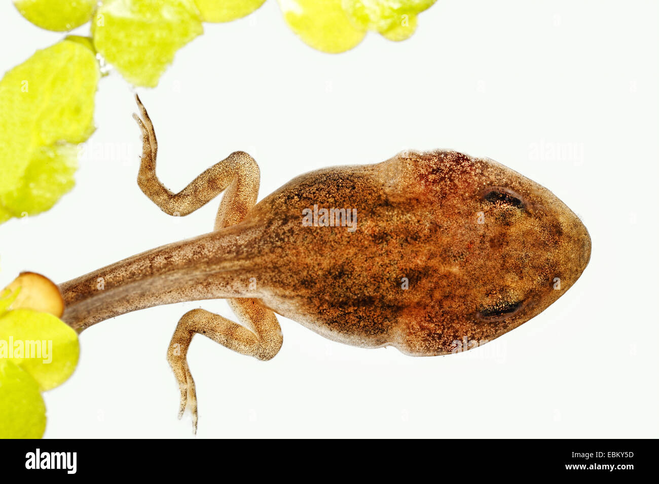 Kaulquappe mit wurden Rana Temporaria Grasfrosch Stockfoto