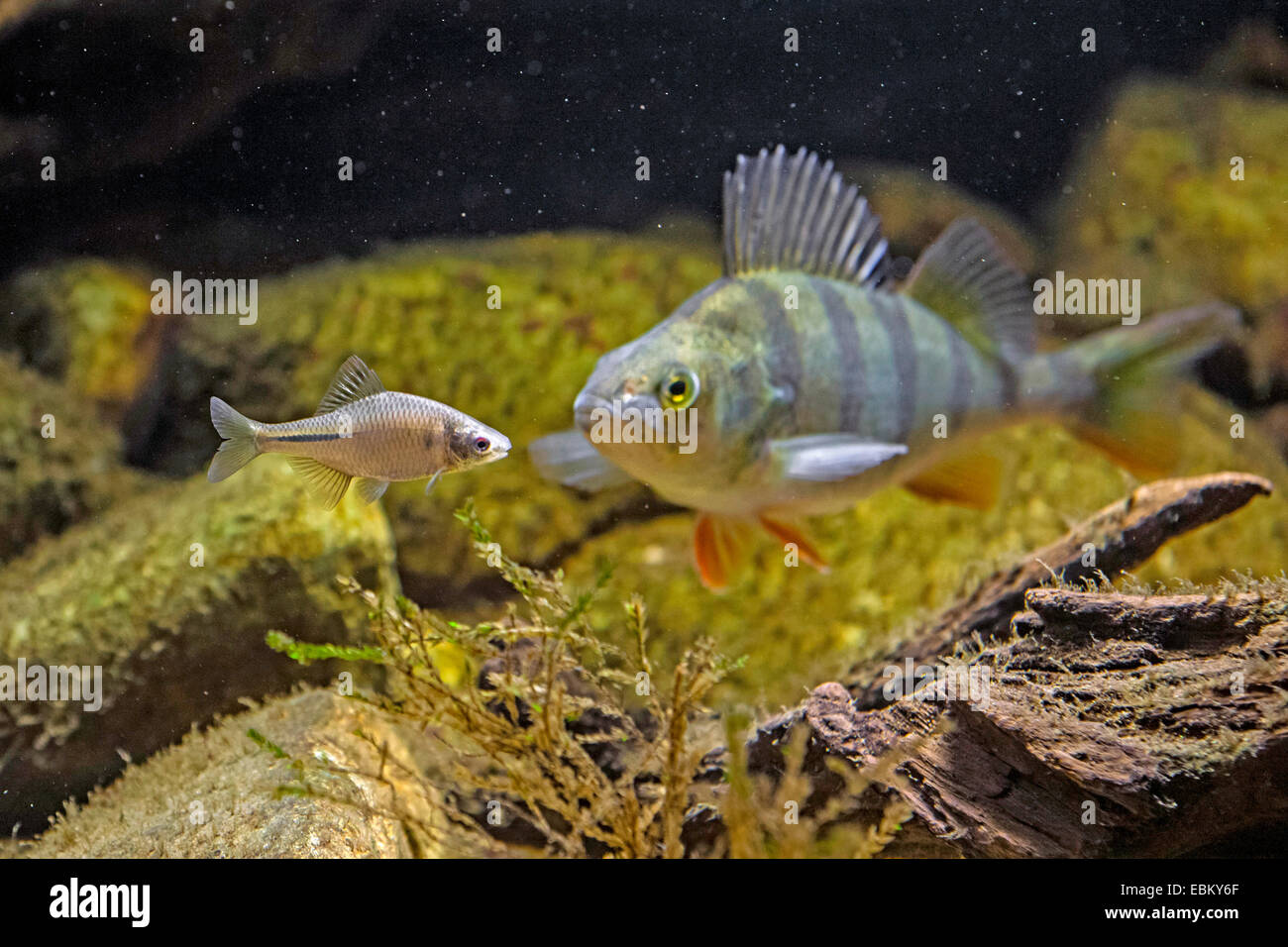 Barsch, Europäische Barsch, Redfin Barsch (Percha Fluviatilis), jagen einem Bitterling, Deutschland Stockfoto