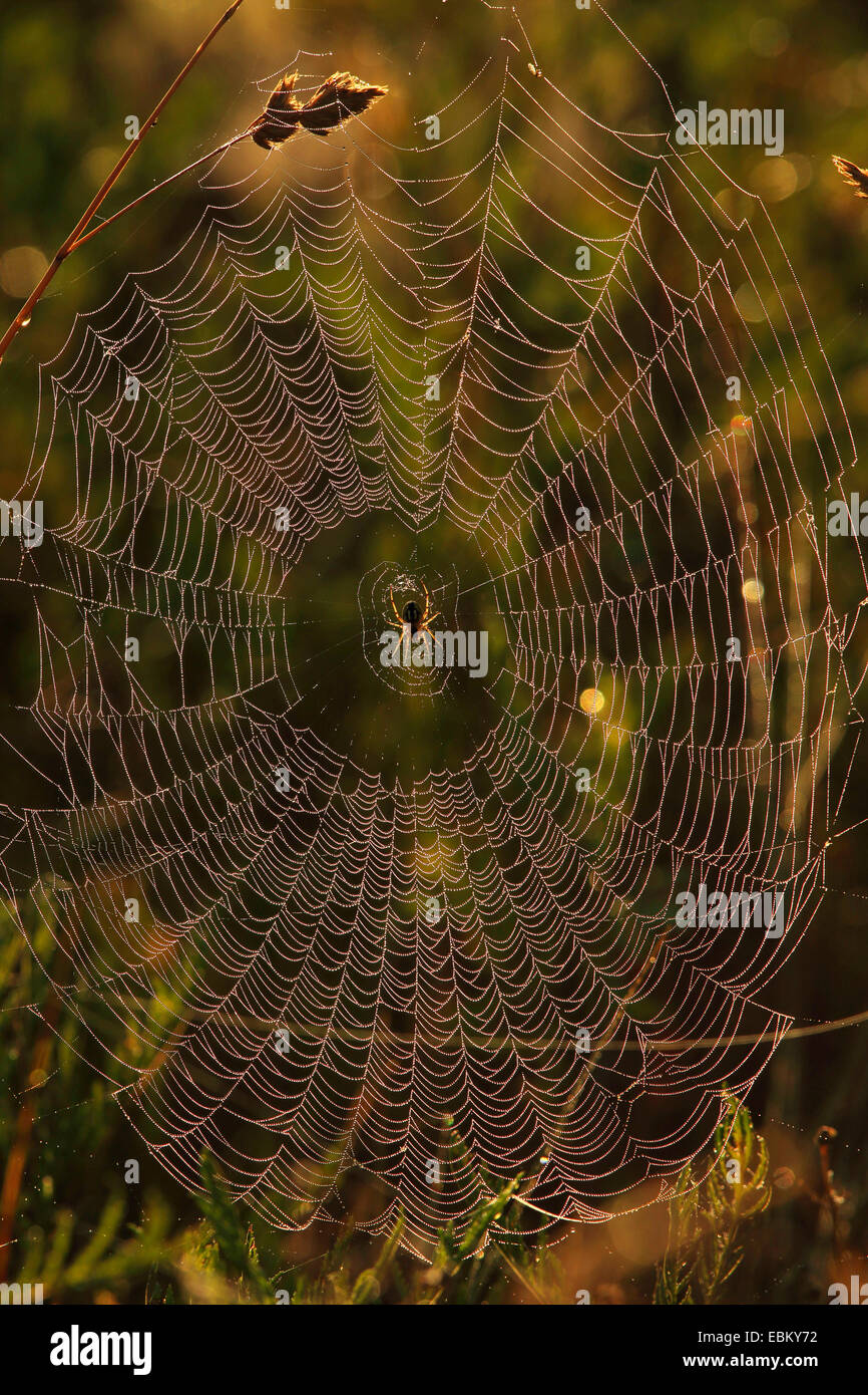 Spinnennetz mit Tau fällt, Deutschland Stockfoto