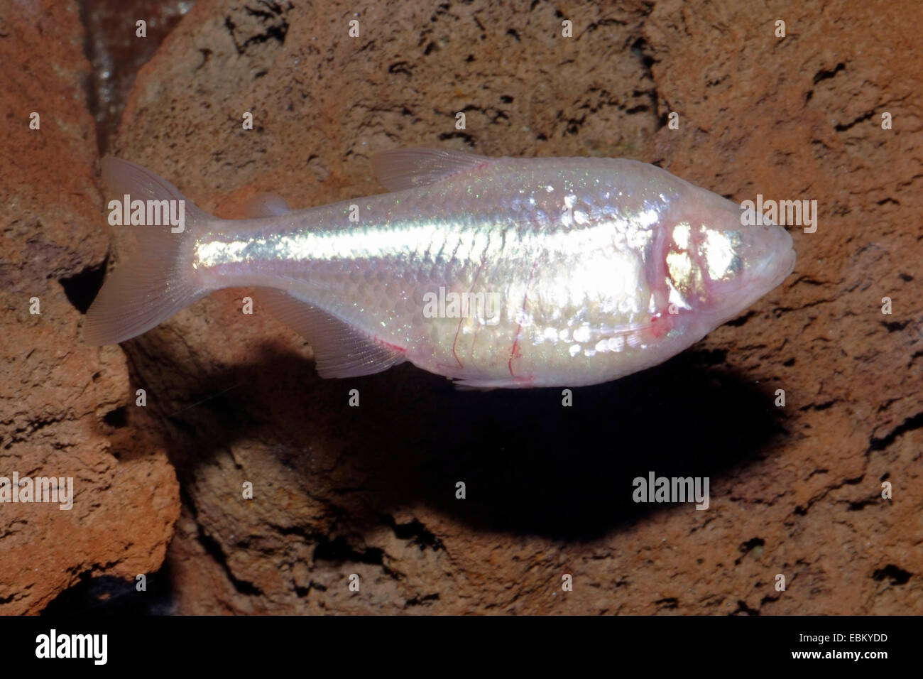 Blinde Höhle, Tetra, Blind Cavefish (Astyanax Jordani), Schwimmen Stockfoto