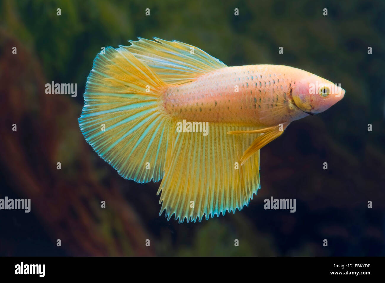 Siamesische Kampffische, siamesische Kämpfer (Betta Splendens), Rasse-Aprikose Stockfoto