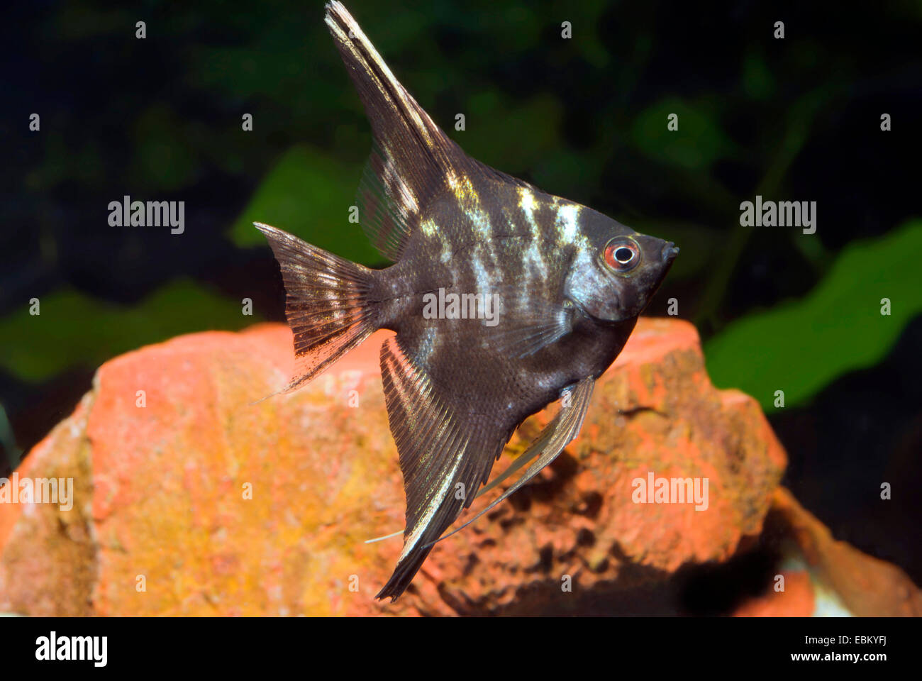 Süßwasser Kaiserfisch, Rasse gold Marmor Longfin skalaren, schwarze Kaiserfisch, Scalare (Pterophyllum Scalare) Stockfoto