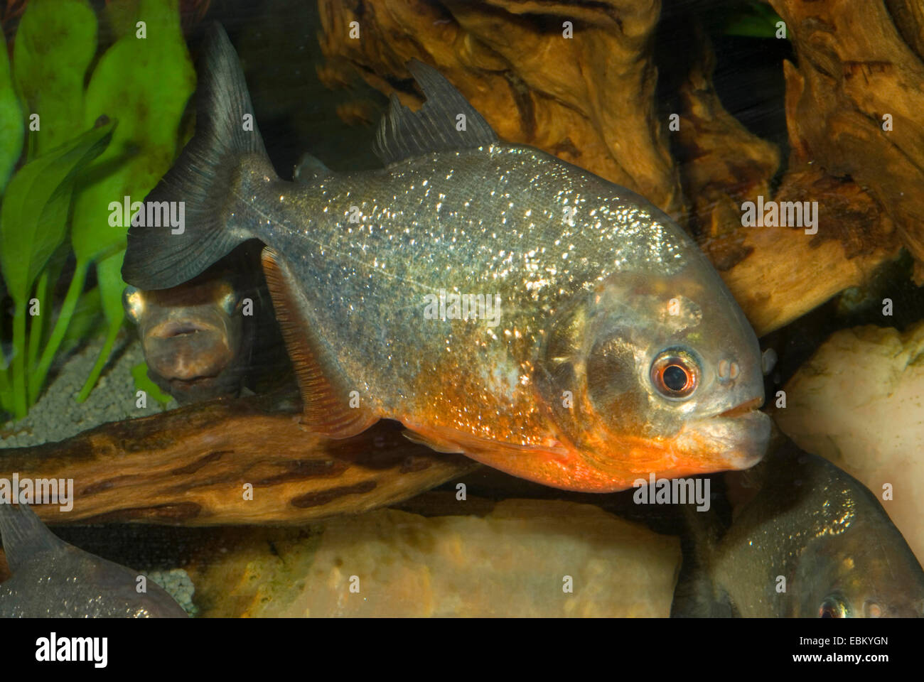 konvex-headed Piranha, Natterer Piranha, roter Piranha, rote Piranhas (Serrasalmus Nattereri, Pygocentrus Nattereri, Rooseveltiella Nattereri), Schwimmen Stockfoto