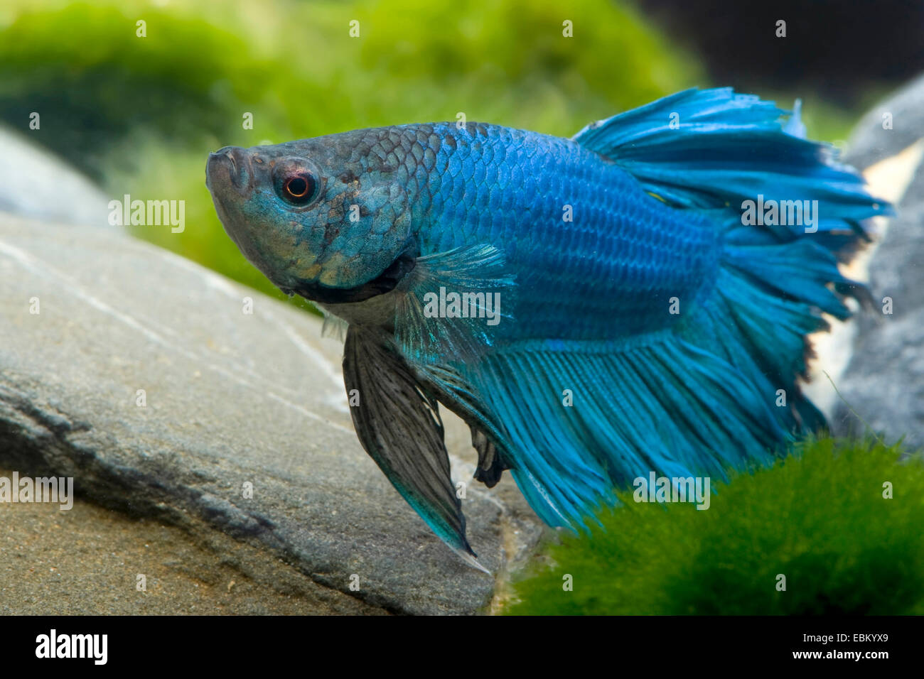 Siamesische Kampffische, siamesische Kämpfer (Betta Splendens), züchten Halfmoon Türkis Stockfoto