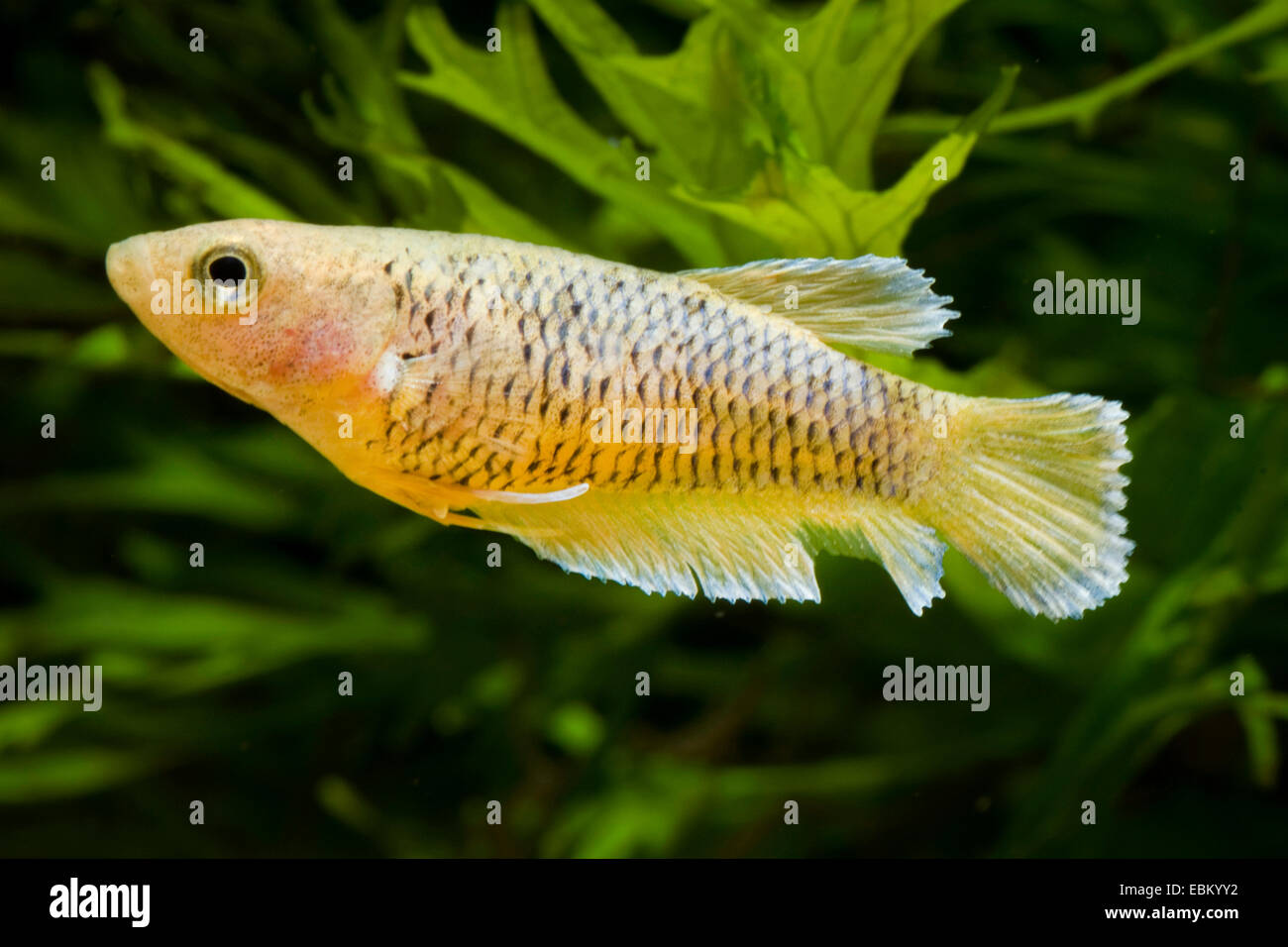 Siamesische Kampffische, siamesische Kämpfer (Betta Splendens), Rasse gelb Stockfoto