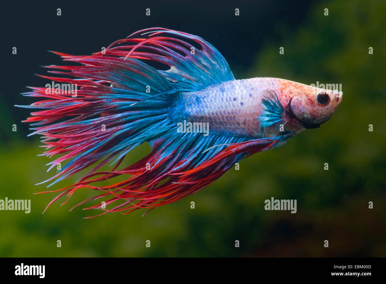 Siamesische Kampffische, siamesische Kämpfer (Betta Splendens), züchten Krone Tail Multicolor Stockfoto