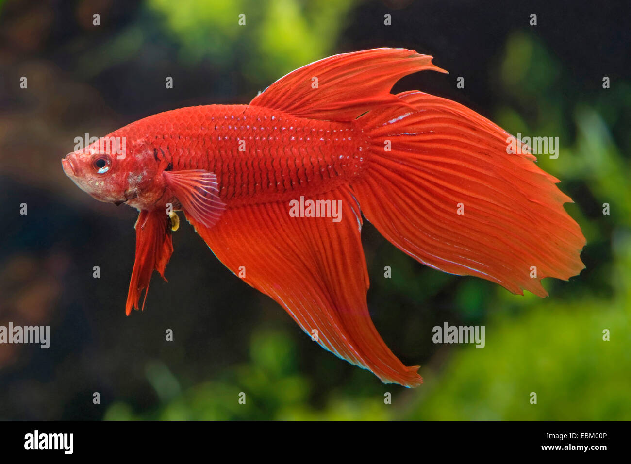 Siamesische Kampffische, siamesische Kämpfer (Betta Splendens), züchten Longtail rot Stockfoto