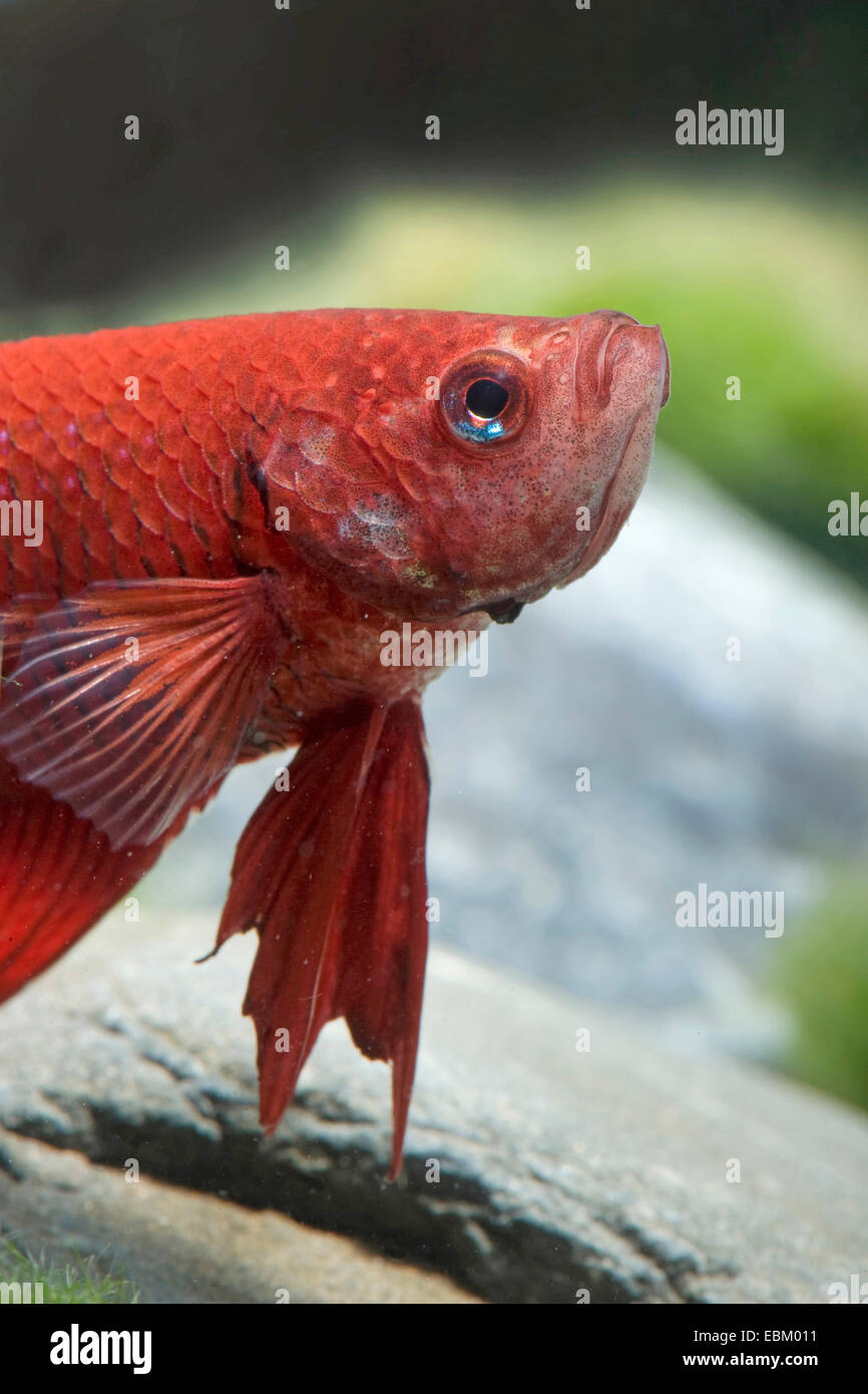 Siamesische Kampffische, siamesische Kämpfer (Betta Splendens), züchten Longtail rot Stockfoto