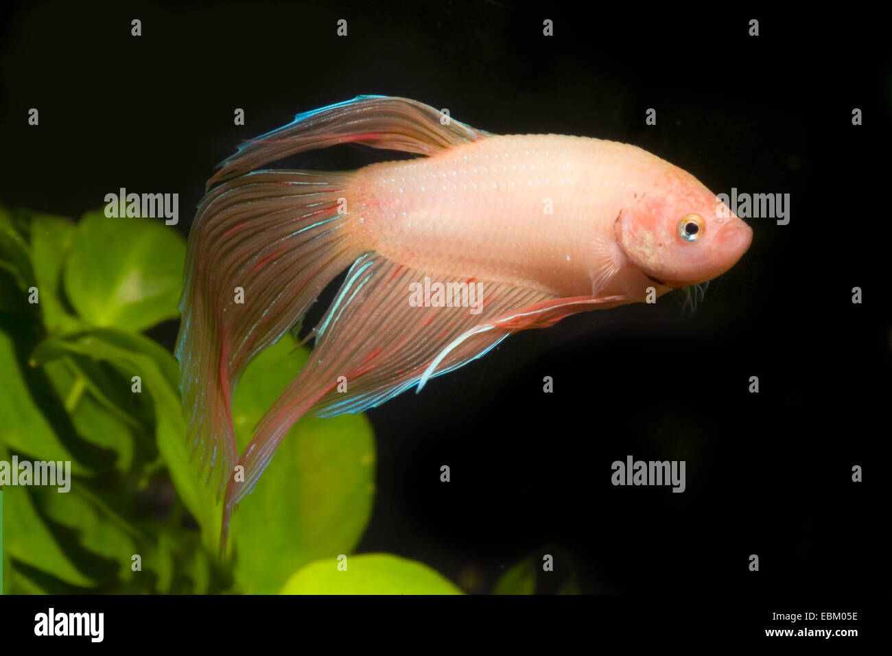 Siamesische Kampffische, siamesische Kämpfer (Betta Splendens), züchten Stockfoto