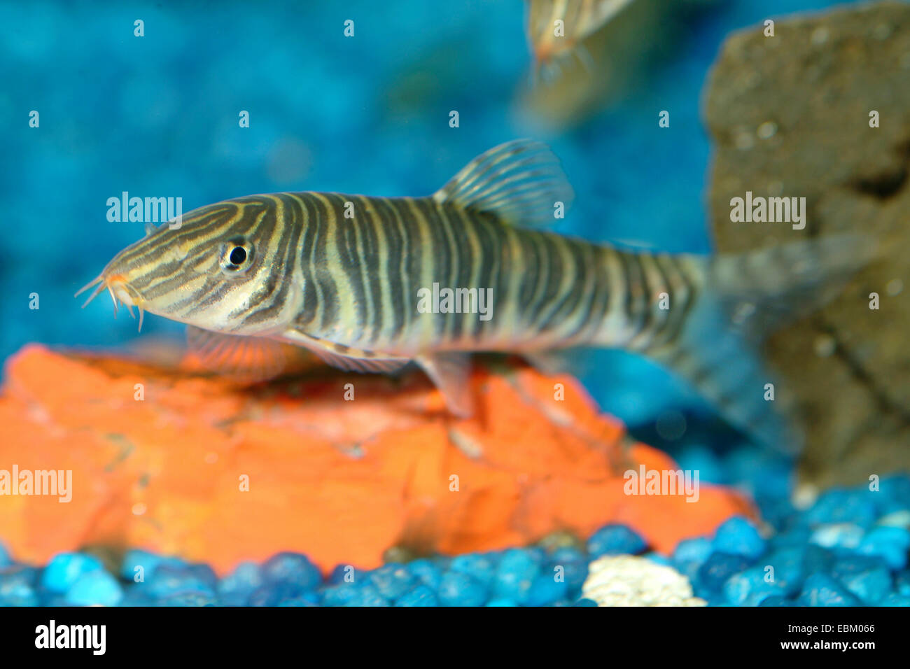 Banded Loach (Botia Striata), im aquarium Stockfoto