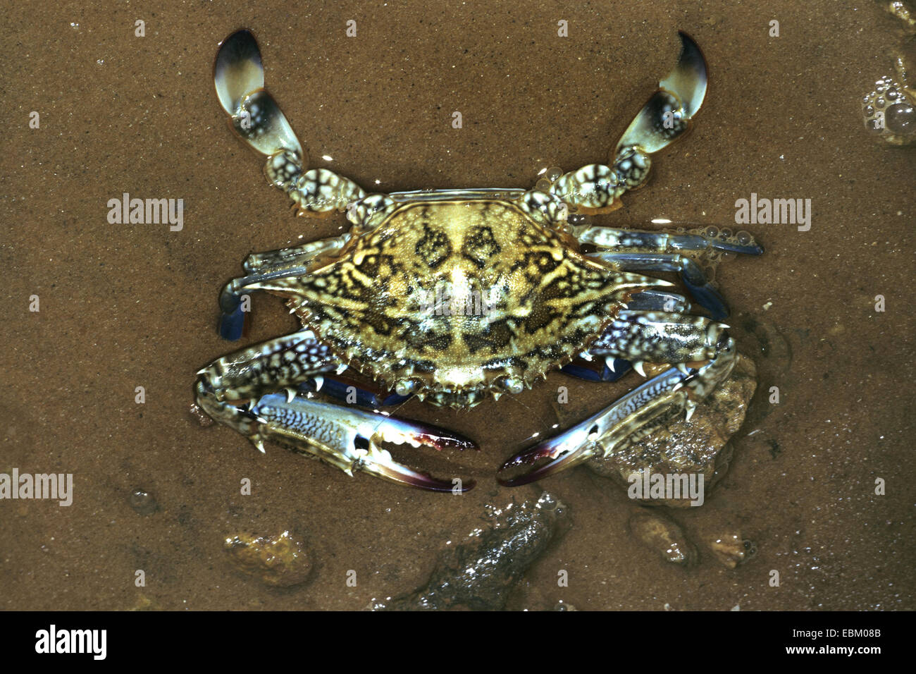 Blau schwimmen Krabbe, Krabbe, pelagischen Krabbe (Portunus Pelagicus), im seichten Wasser schwimmen sand Stockfoto