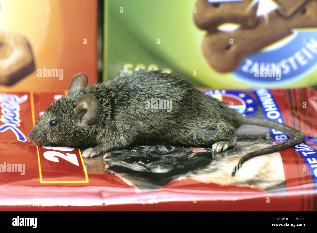 Hausmaus (Mus Musculus), Suche nach Nahrung in Abstellkammer Stockfoto