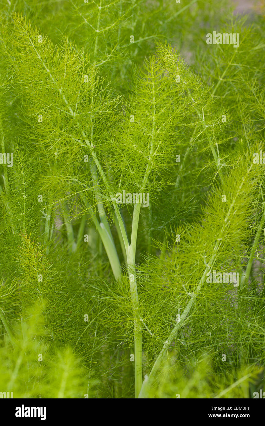 süß-Fenchel (Foeniculum Vulgare, Anethum Foeniculum), Blätter Stockfoto