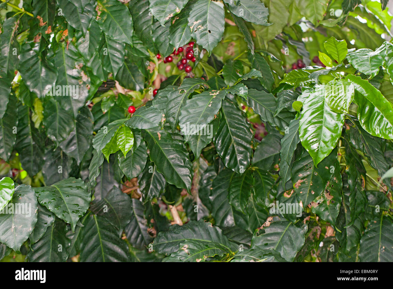 Arabischer Kaffee (Coffea Arabica), Kaffeekirschen auf einem Zweig Stockfoto