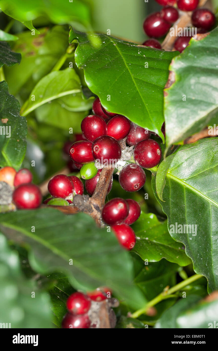 Arabischer Kaffee (Coffea Arabica), Kaffeekirschen auf einem Zweig Stockfoto