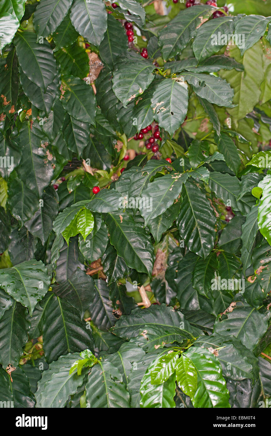 Arabischer Kaffee (Coffea Arabica), Kaffeekirschen auf einem Zweig Stockfoto