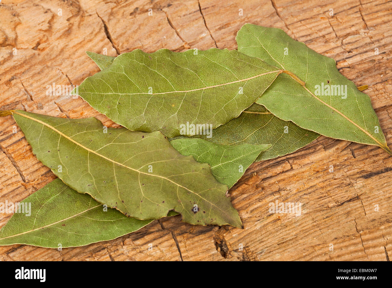 süßer Lorbeer, Lorbeerbaum, Sweet Bay (Laurus Nobilis), getrocknete Blätter von Sweet bay Stockfoto