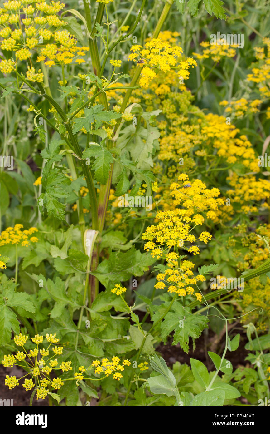 wilde Pastinake (Pastinaca Sativa), gelbe Blüte Stockfoto