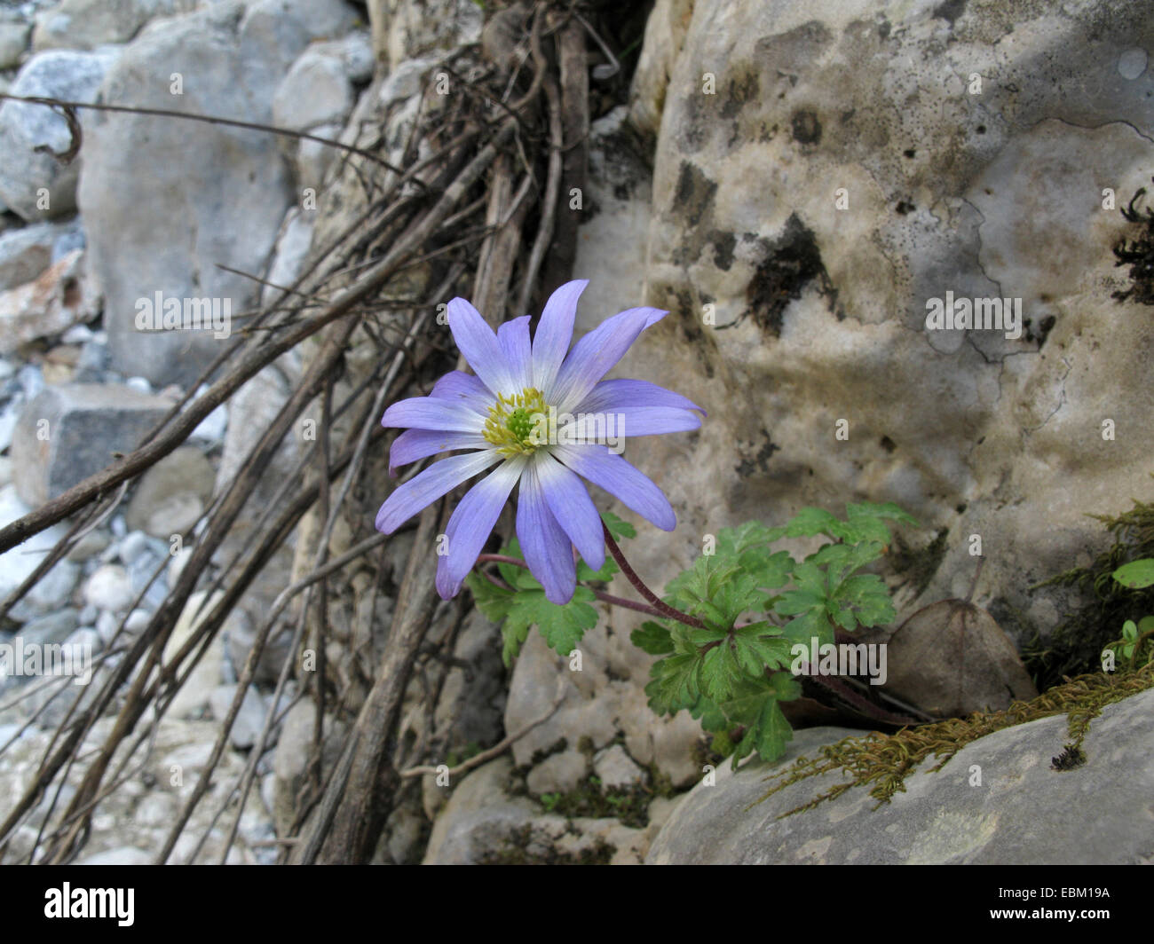 Blaue Anemone, Berg Windflower (Anemone Blanda), blühen in freier Wildbahn, Griechenland, Peloponnes Stockfoto