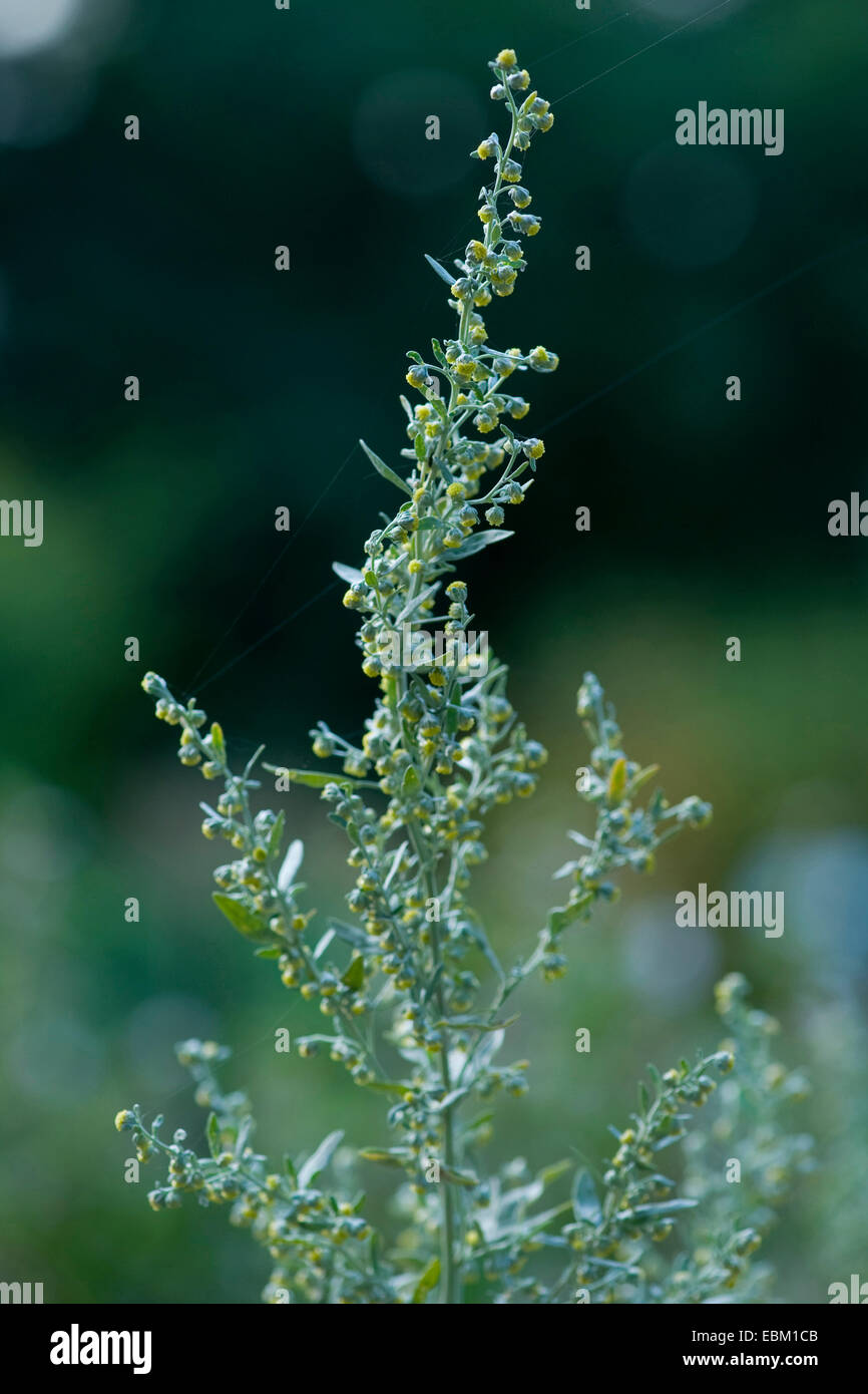 gemeinsamen Wermut, Absinth Wermut, Absinth Sagewort (Artemisia Absinthium), blühen, Deutschland Stockfoto