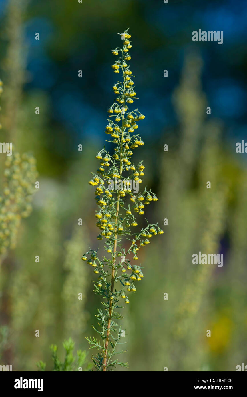 Römischer Wermut (Artemisia Pontica), blühen Stockfoto