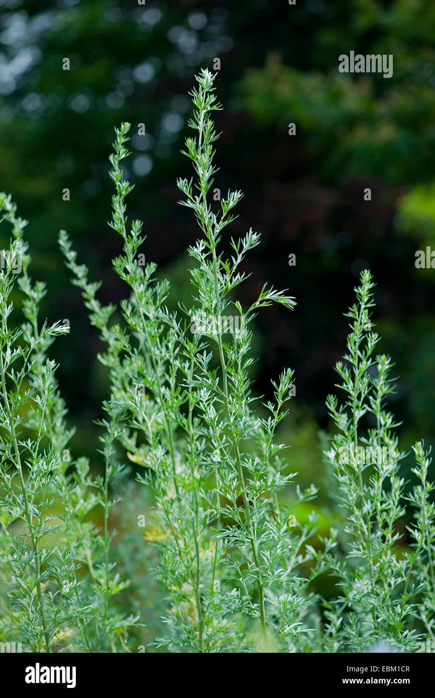 gemeinsamen Wermut, Absinth Wermut, Absinth Sagewort (Artemisia Absinthium), Deutschland Stockfoto