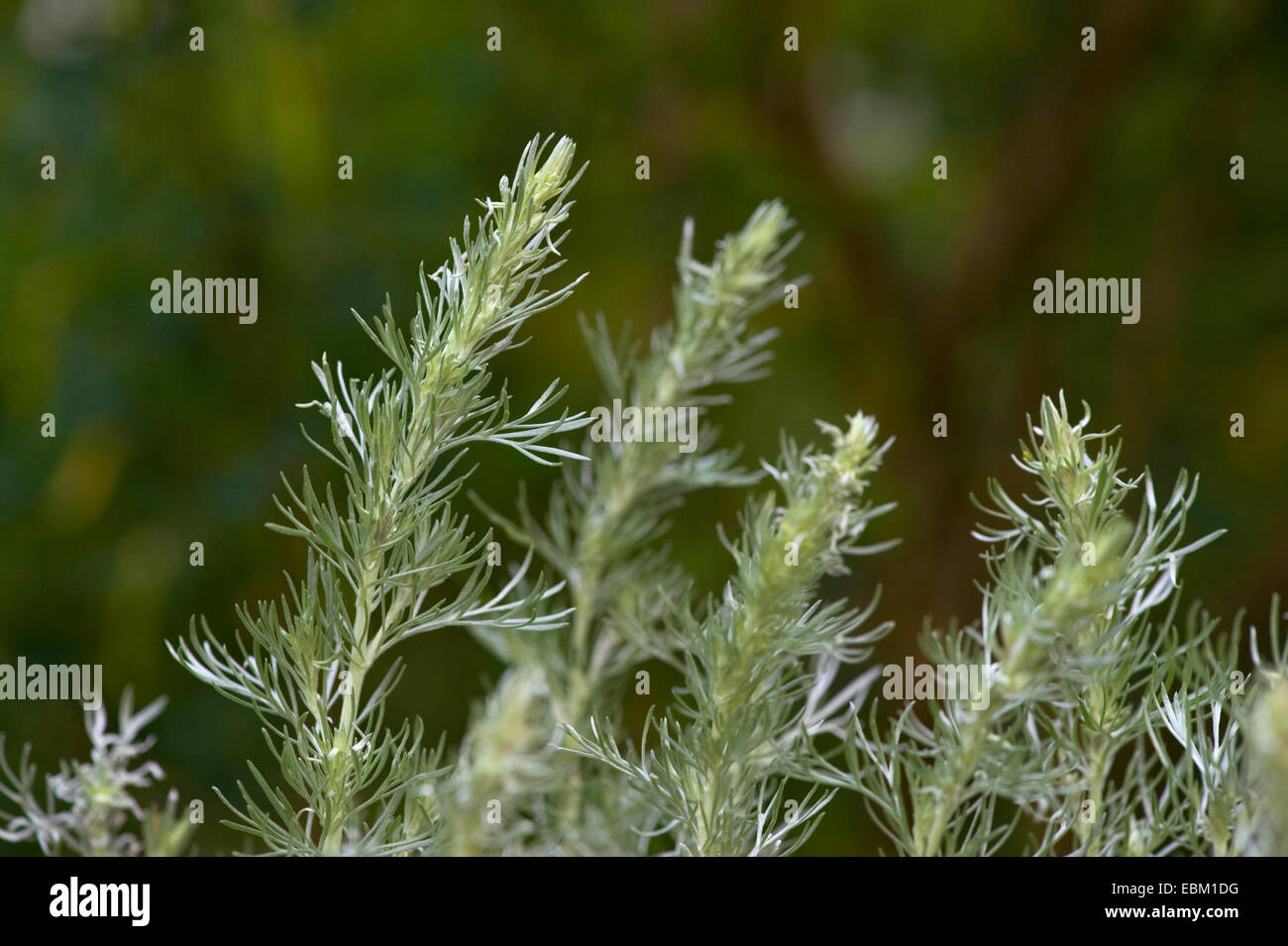 Österreichischen Artemisia Wermut (Artemisia Austriaca), Sprossen, Österreich, BG Ffm Stockfoto