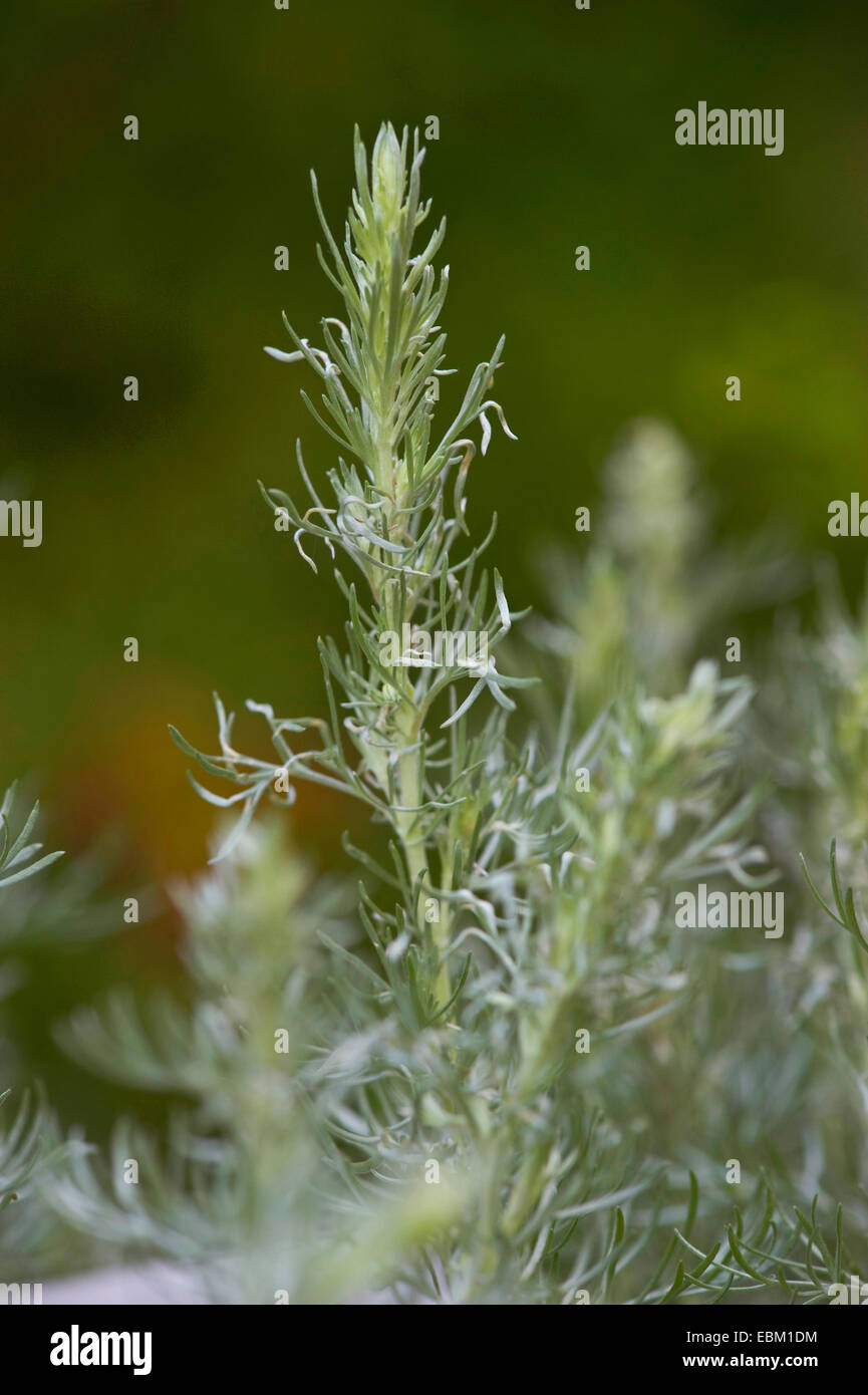 Österreichischen Artemisia Wermut (Artemisia Austriaca), sprießen, Österreich Stockfoto