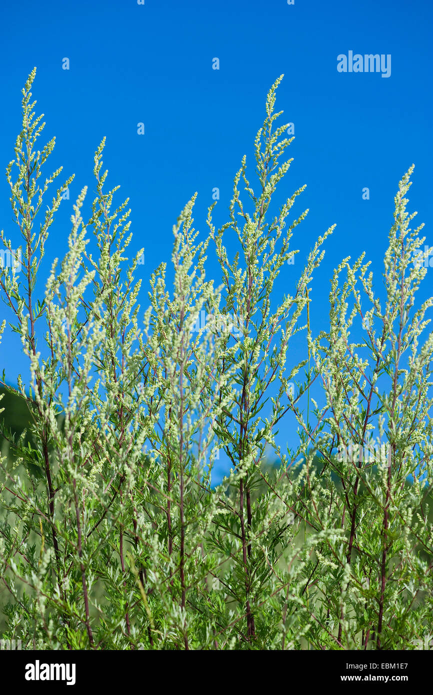 gemeinsamen Beifuß, gemeinsame Wermut (Artemisia Vulgaris), gegen blauen Himmel, Deutschland Stockfoto gemeinsamen Beifuß, gemeinsame Wermut (Artemisia Vulgaris), gegen blauen Himmel, Deutschland Stockfoto