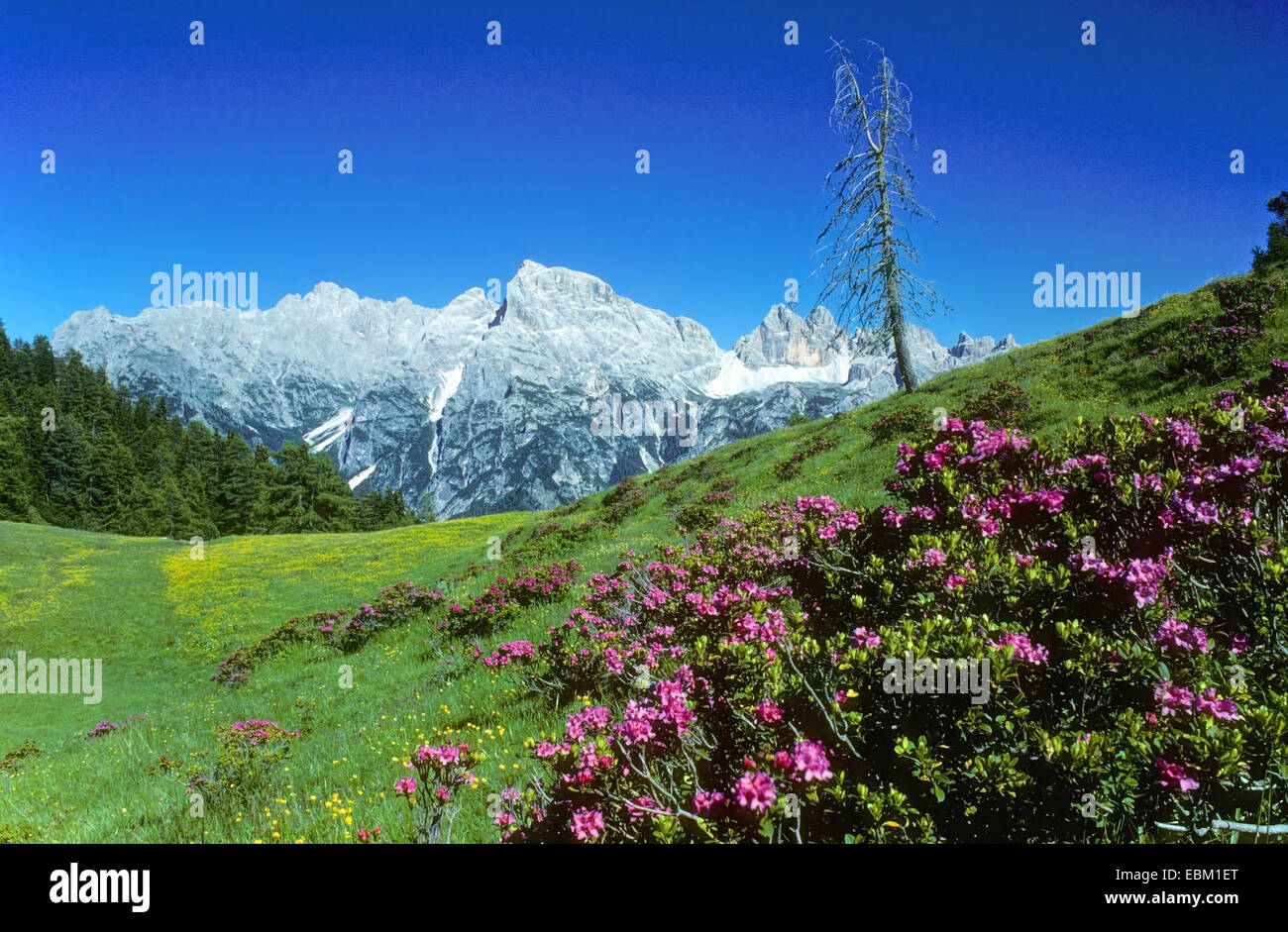 Blick auf Hoehlensteintal mit blühenden Felsritzen und Sextner Dolomiten, Sextner Dolomiten Italien, Sued Tirol Stockfoto
