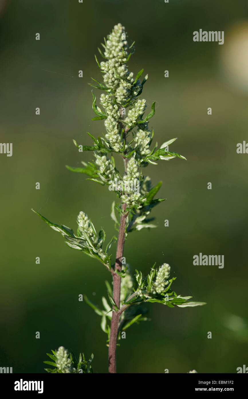 gemeinsamen Beifuß, gemeinsame Wermut (Artemisia Vulgaris), Blütenstand, Deutschland Stockfoto