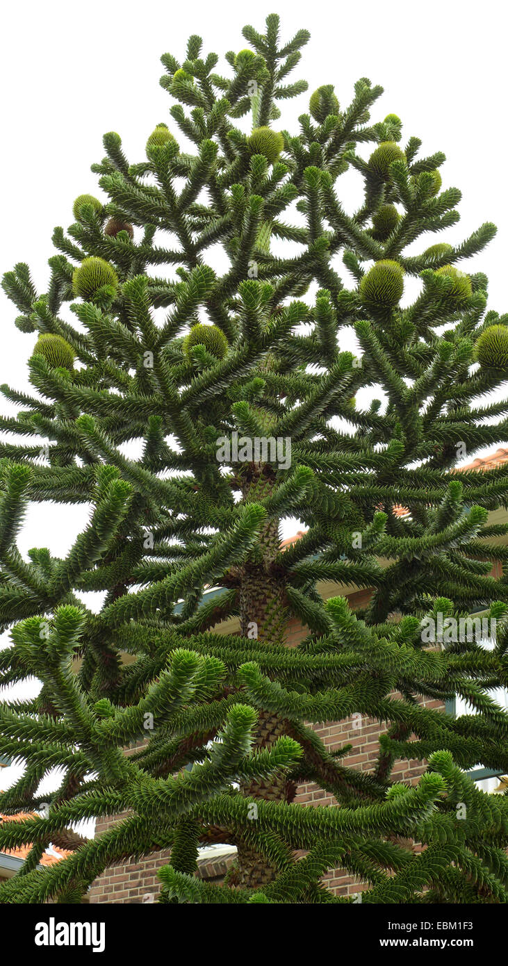 Chilenische Kiefer (Araucaria Araucana), in einem Frontgarden mit Zapfen, Niederlande Stockfoto