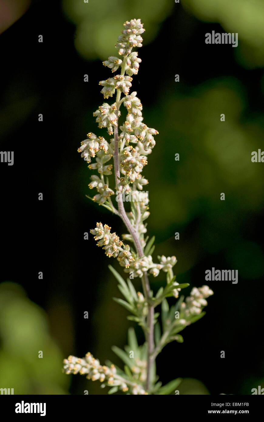 gemeinsamen Beifuß, gemeinsame Wermut (Artemisia Vulgaris), Blütenstand, Deutschland Stockfoto