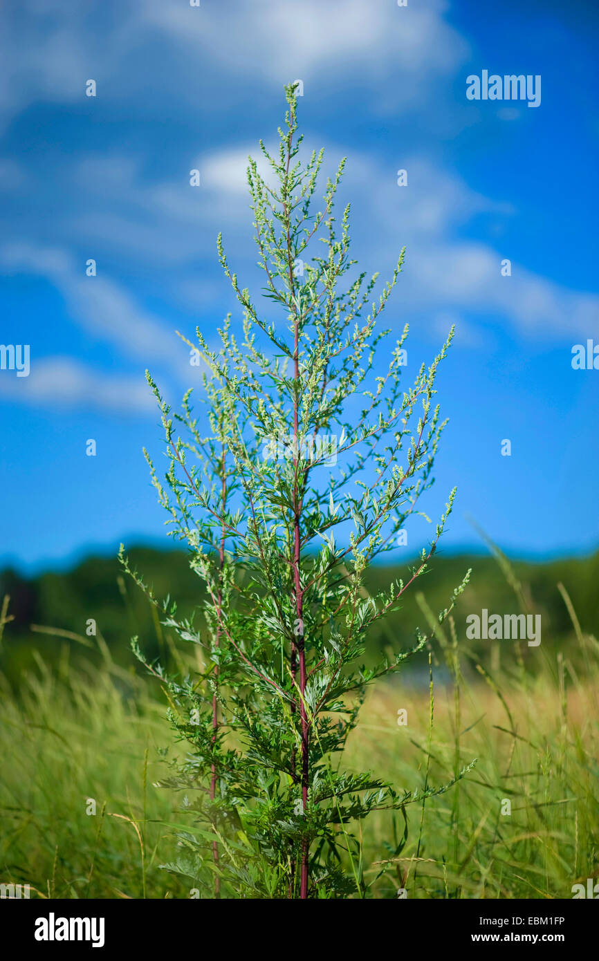 gemeinsamen Beifuß, gemeinsame Wermut (Artemisia Vulgaris), gegen blauen Himmel, Deutschland Stockfoto gemeinsamen Beifuß, gemeinsame Wermut (Artemisia Vulgaris), gegen blauen Himmel, Deutschland Stockfoto