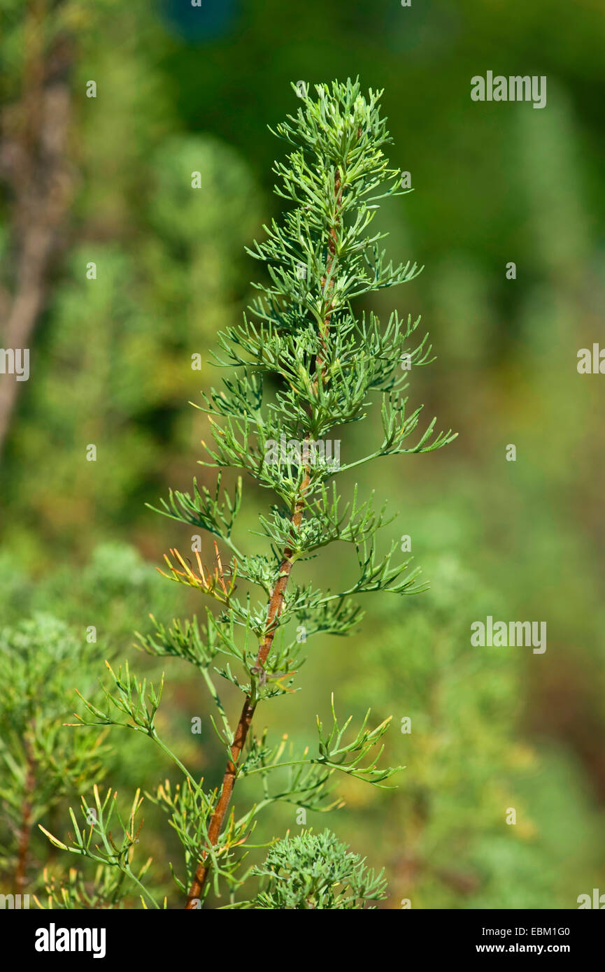 südlichen Wermut, Eberraute (Artemisia Eberraate) Stockfoto
