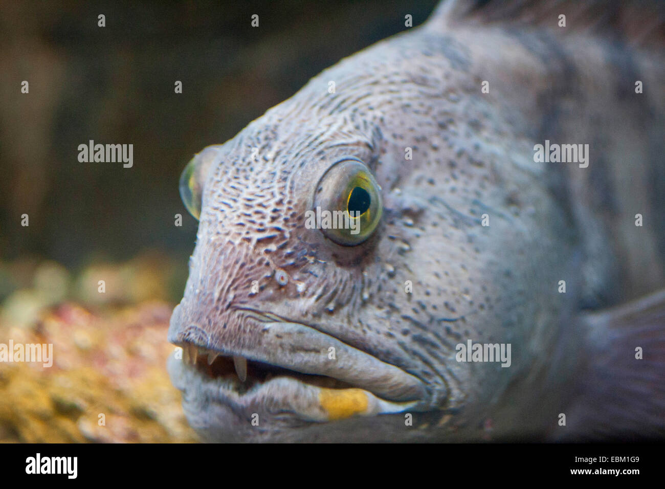 Atlantic Katfisch, Katfisch, Katze Fisch, Wels (Anarhichas Lupus), portrait Stockfoto