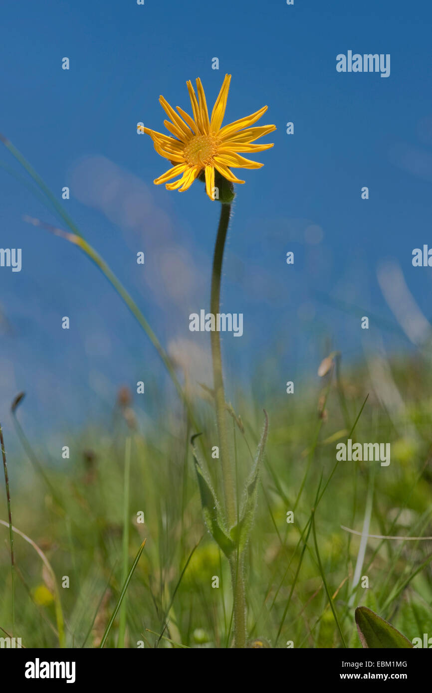 Europäische Arnika (Arnica Montana) blüht auf einer Wiese, Schweiz Stockfoto