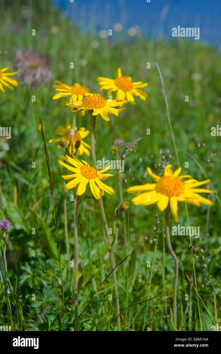 Europäische Arnika (Arnica Montana) blüht auf einer Wiese, Schweiz Stockfoto