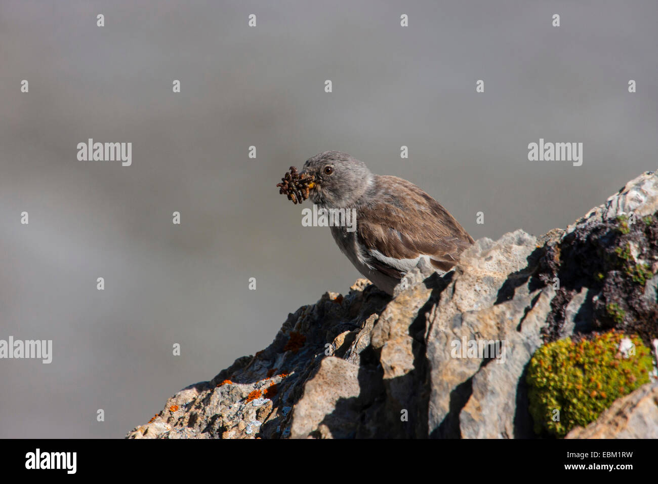 weiß-winged Schnee Finch (Montifringilla Nivalis), mit Futter in der Rechnung, der Schweiz, Bündner Stockfoto