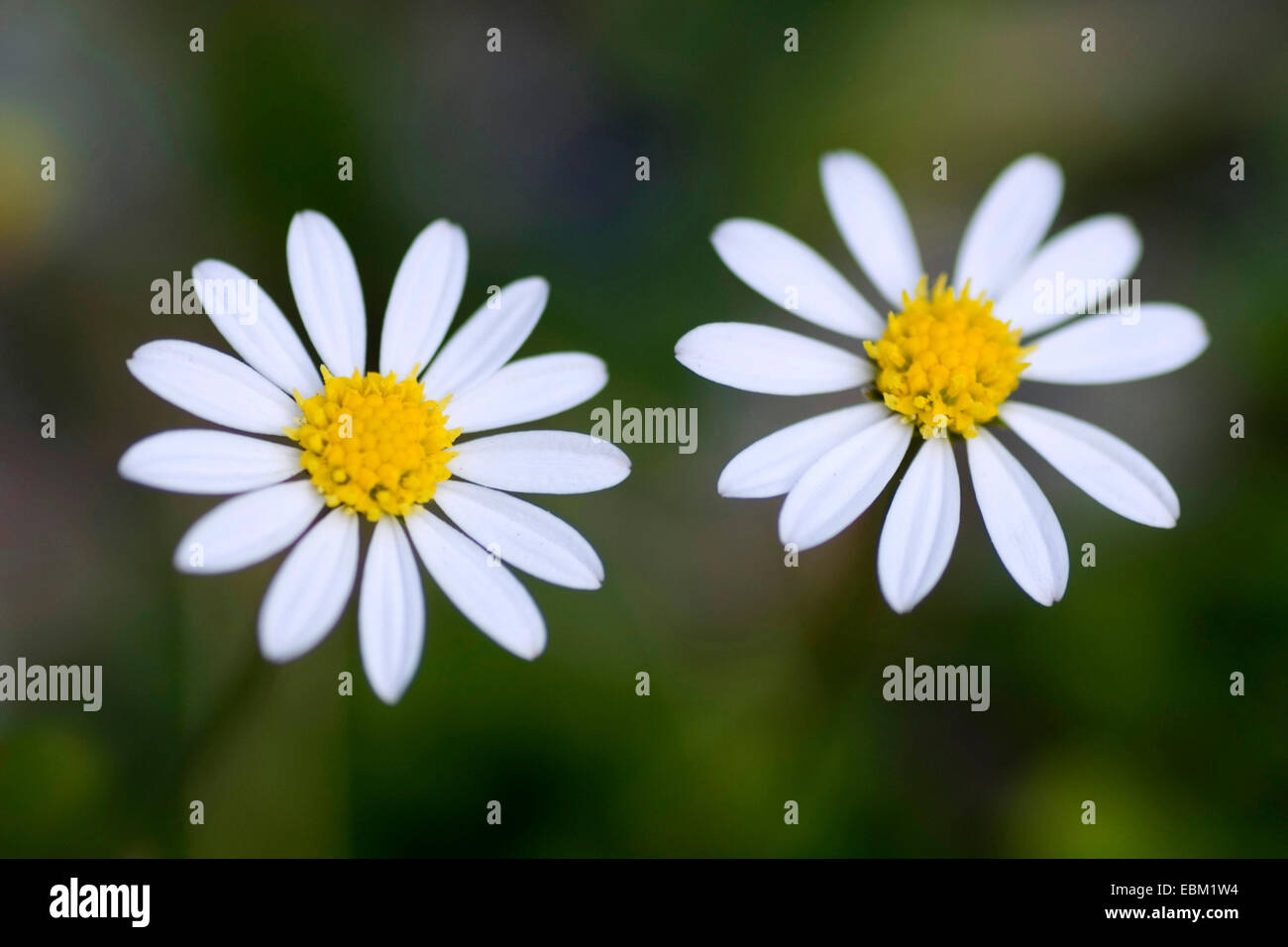 Miniatur-Daisy (Bellium Bellidioides), Blütenstände Stockfoto