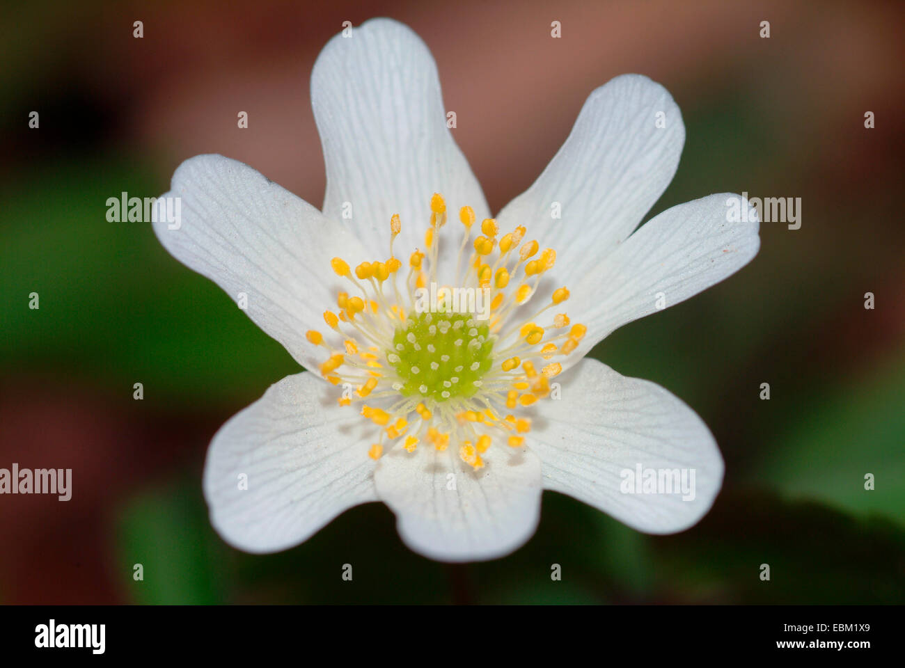 Buschwindröschen (Anemone Nemorosa), einzelne Blume, Deutschland Stockfoto