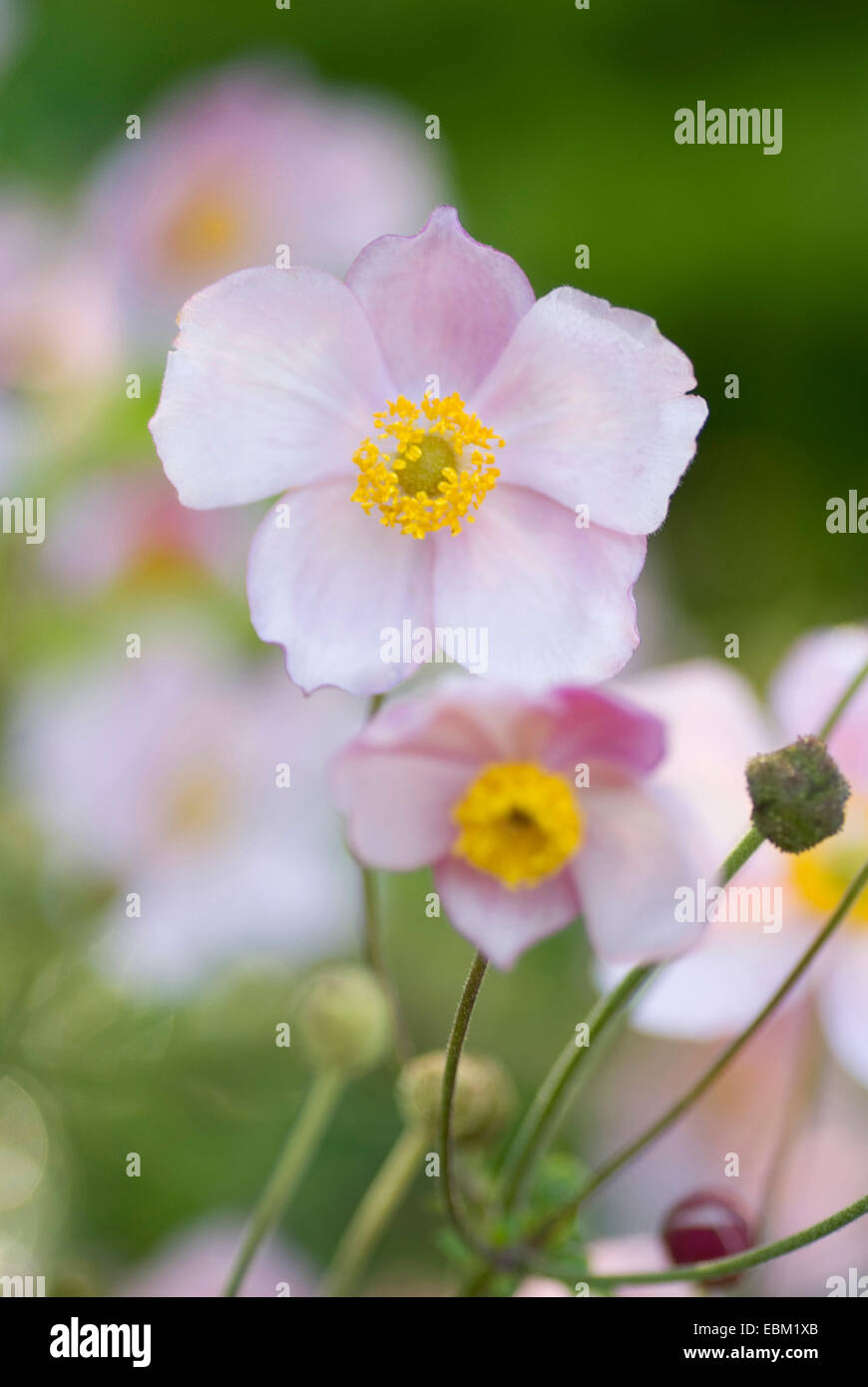 Japanische Anemone, japanische Windflower (Anemone Japonica, Anemone Hupehensis var. Japonica), Blumen Stockfoto
