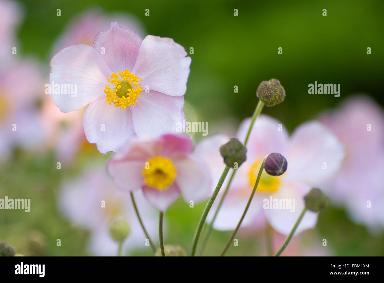 Japanische Anemone, japanische Windflower (Anemone Japonica, Anemone Hupehensis var. Japonica), Blumen Stockfoto