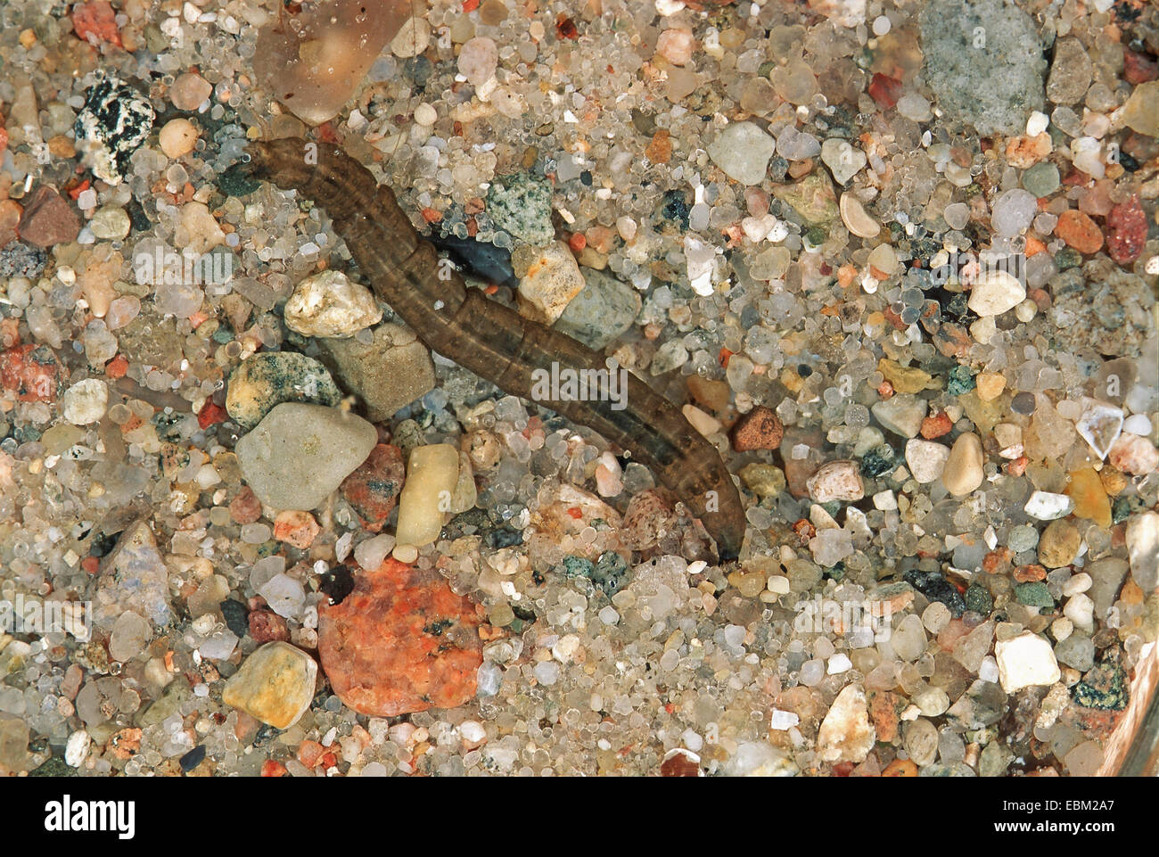 Schnake (Tipula spec.), Larve im Wasser, Deutschland Stockfoto