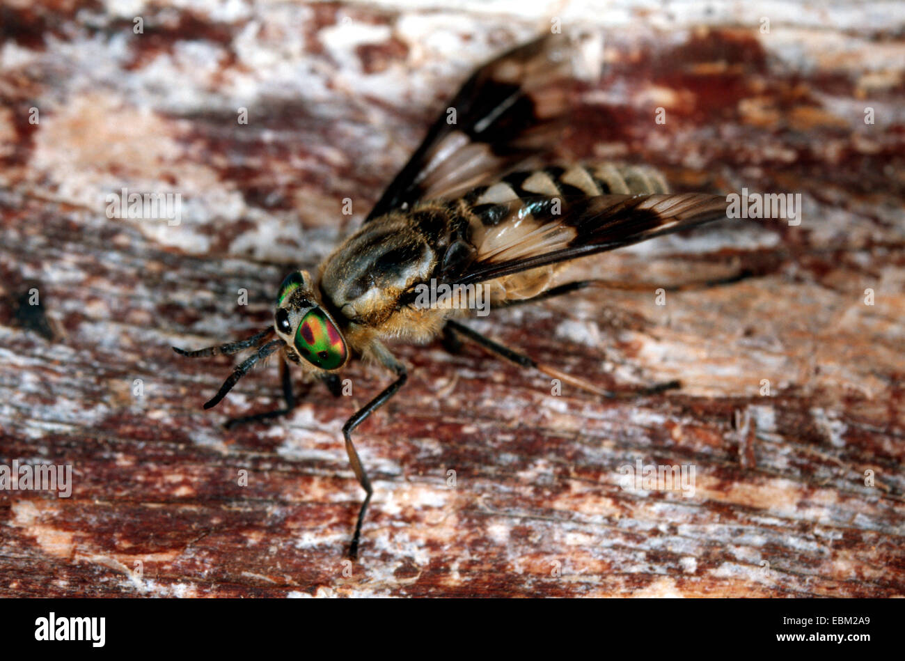 Deerfly, Hirsch-Fly, Breezefly, Brise-Fly, Pferdebremse, Pferdefliege (Chrysops Relictus), einzelne Stockfoto