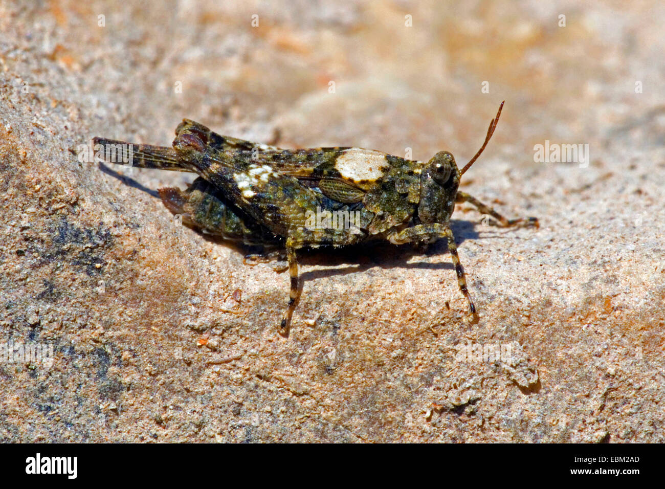 Mediterrane Groundhopper (Paratettix Meridionalis), Weiblich, Frankreich, Corsica Stockfoto
