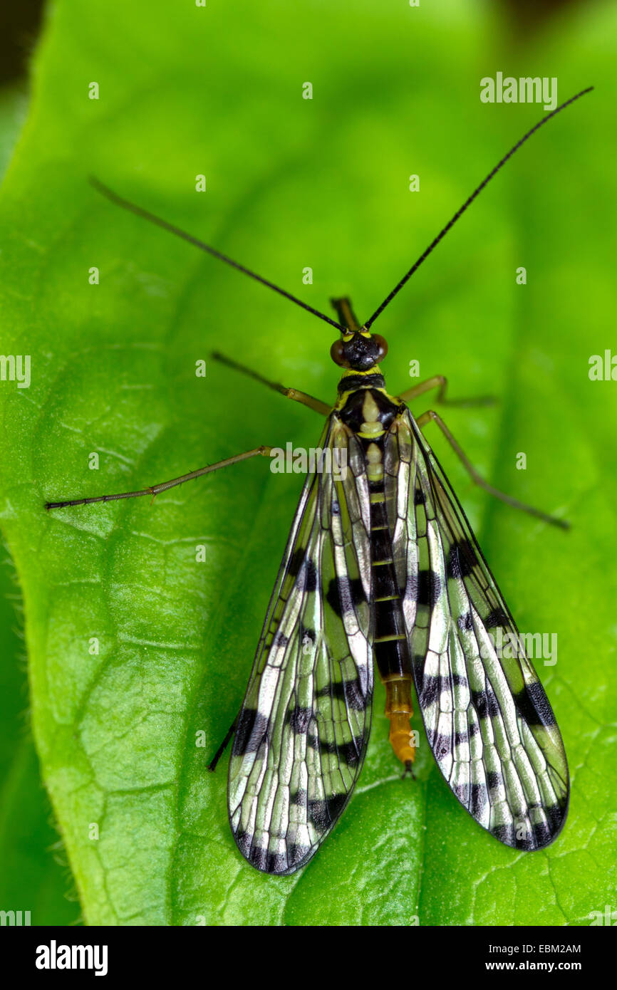 gemeinsame Scorpionfly (Panorpa Communis), weibliche sitzt auf einem Blatt, Oberbayern, Oberbayern, Bayern, Deutschland Stockfoto