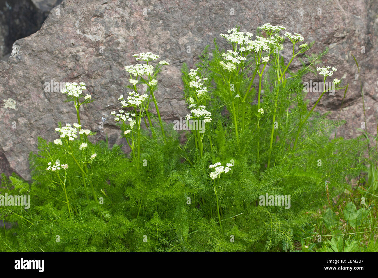 Verschreiben, Spignel, Bearwort (Meum Athamanticum), blühen, Deutschland Stockfoto