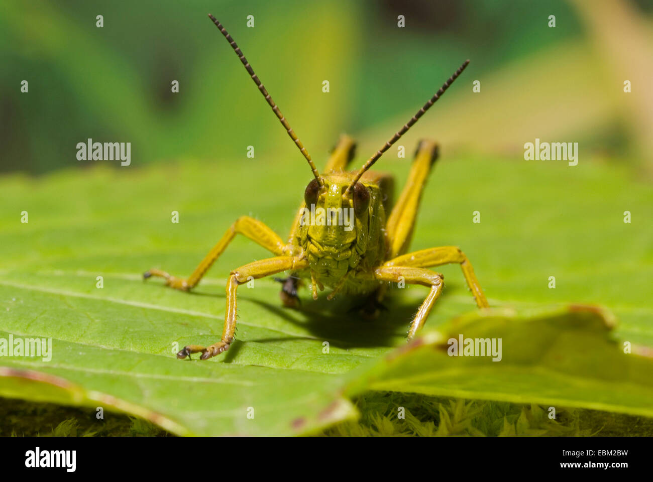 großer Sumpf Grashüpfer (Mecostethus Grossus, Stethophyma Grossum), sitzen auf Blatt, Deutschland Stockfoto