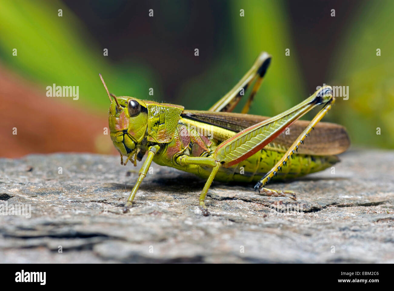 großer Sumpf Grashüpfer (Mecostethus Grossus, Stethophyma Grossum), sitzt auf einem Stein, Deutschland Stockfoto